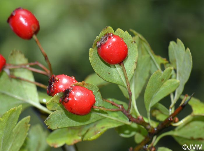 Crataegus laevigata = Crataegus oxyacantha p.p.